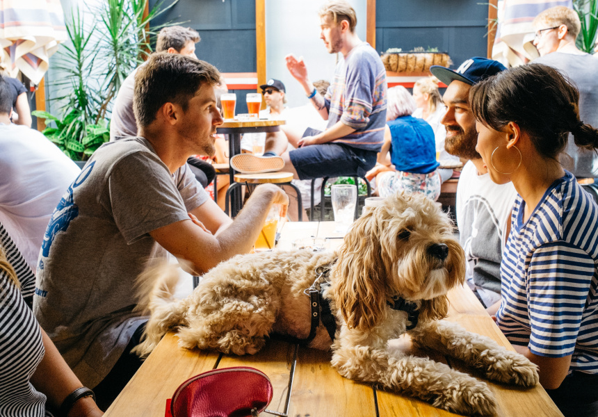 Best Dog-Friendly Bars in Sydney